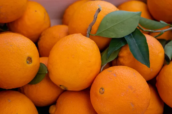 Fresh ripe sicilian oranges citrus fruits on market close up