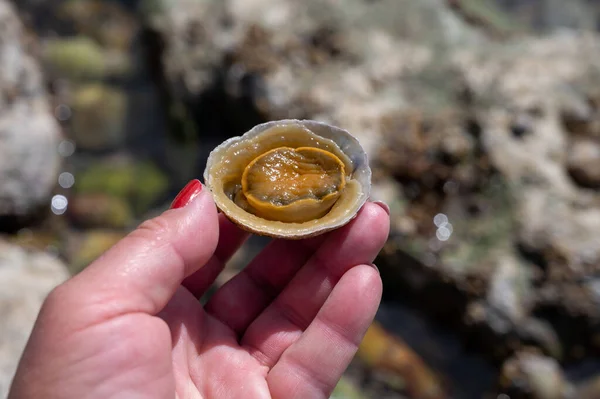 Ehető Tengeri Puhatestűek Patella Caerulea Patellidae Családba Tartozó Csigafajok Apálykor — Stock Fotó