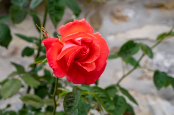 Letní Květ Voňavých Barevných Růží Kvetoucích Úzkých Uličkách Malé Vesnice — Stock fotografie