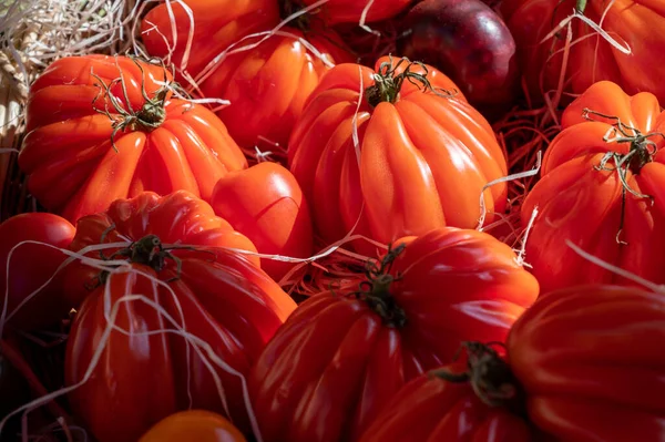 Colorful French Ripe Tasty Tomatoes Assortment Provencal Market Cassis Provence — стокове фото