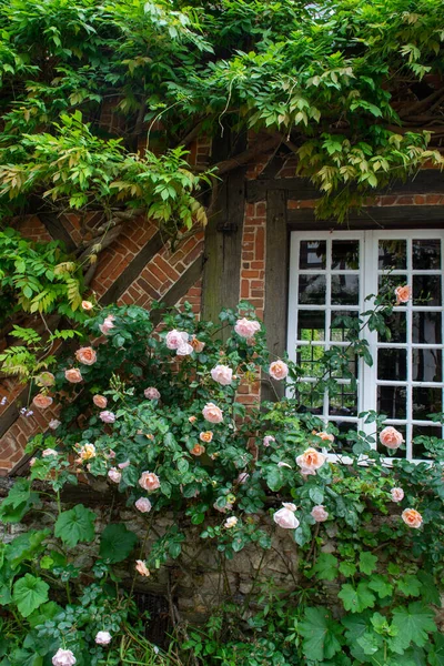 Floraison Estivale Roses Parfumées Colorées Dans Les Rues Étroites Petit — Photo