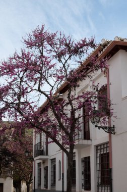 Bahar ayında eski dünya mirası şehri Granada, Endülüs, İspanya 'da yürüyüş