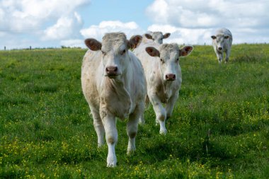Fransa, Normandiya 'da yeşil otlakta dinlenen inek sürüsü, süt, peynir ve et üretimi
