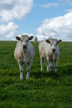 Fransa, Normandiya 'da yeşil otlakta dinlenen inek sürüsü, süt, peynir ve et üretimi