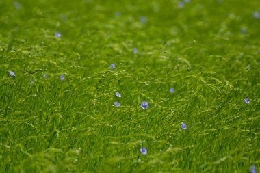 Fransa 'nın Normandiya bölgesindeki tarımsal Pays de Caux bölgesinde keten bitkilerinin yeşil tarlaları