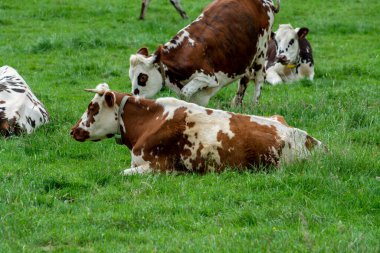 Fransa, Normandiya 'da yeşil otlakta dinlenen inek sürüsü, süt, peynir ve et üretimi