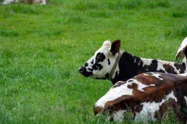Fransa, Normandiya 'da yeşil otlakta dinlenen inek sürüsü, süt, peynir ve et üretimi