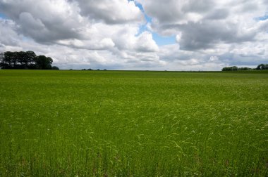Fransa 'nın Normandiya bölgesindeki tarımsal Pays de Caux bölgesinde keten bitkilerinin yeşil tarlaları