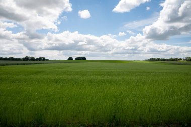 Fransa 'nın Normandiya bölgesindeki tarımsal Pays de Caux bölgesinde keten bitkilerinin yeşil tarlaları