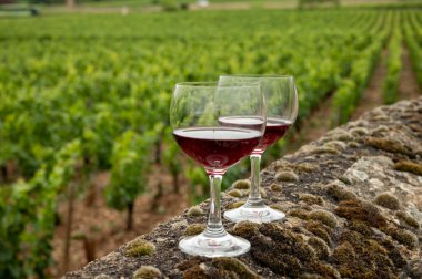 Visit caves and tasting of red dry pinot noir wine in glass on premier and grand cru vineyards in Burgundy wine making region, France