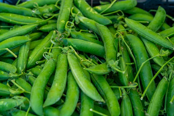 Sweet green pea pods for sale on Polish farmers market, close up