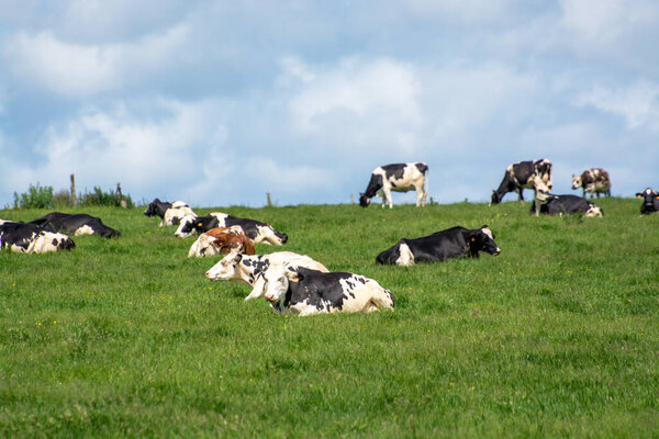 Herd of cows resting on green grass pasture, milk, cheese and meat production in Normandy, France