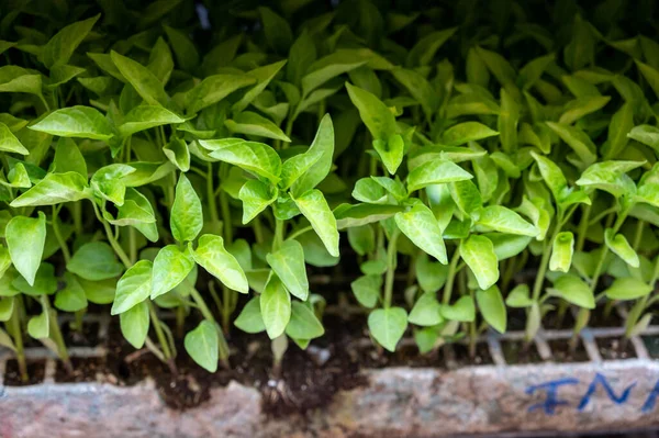 農家市場で販売する若い緑の有機野菜の苗 — ストック写真