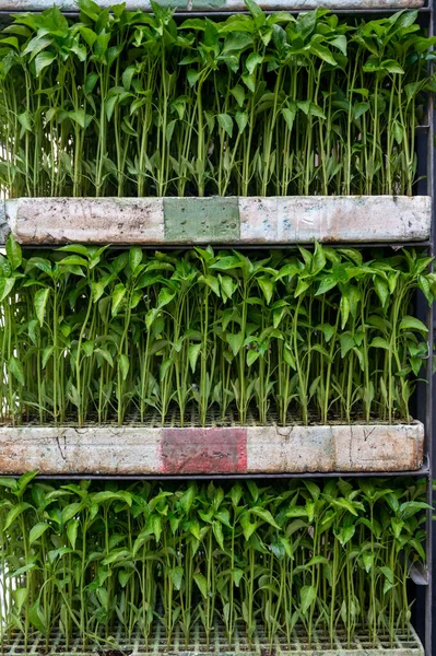 Plántulas Hortalizas Ecológicas Jóvenes Para Vender Mercado Agricultores — Foto de Stock
