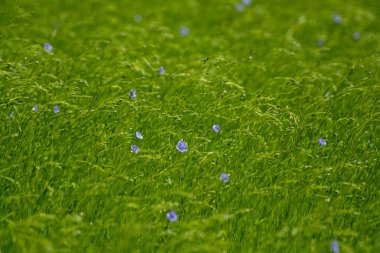 Fransa 'nın Normandiya bölgesindeki tarımsal Pays de Caux bölgesinde keten bitkilerinin yeşil tarlaları