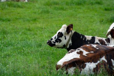 Fransa, Normandiya 'da yeşil otlakta dinlenen inek sürüsü, süt, peynir ve et üretimi