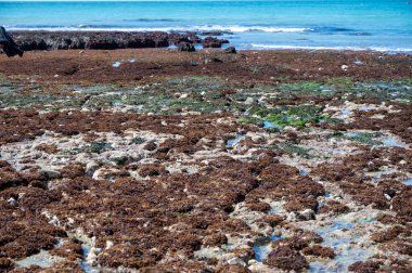 Alçak gelgit dönemi ve okyanusun dibindeki beyaz taşların manzarası ve Fransa 'nın Normandiya eyaletindeki Porte d' Aval kemerinin tebeşir kayalıkları. Turistler için tatil yeri.
