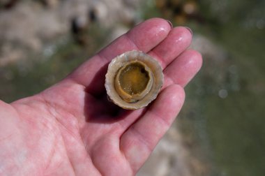 Yenilebilir deniz suyu yumuşakçaları Patella caerulea, Fransa 'nın Normandiya eyaletinde, Etretat, Normandiya' da sular çekildiğinde Patellidae familyasındaki deniz aygırı türü.