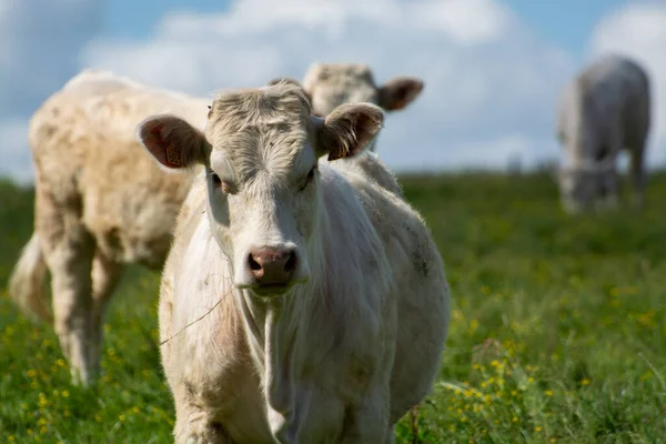 Fransa, Normandiya 'da yeşil otlakta dinlenen inek sürüsü, süt, peynir ve et üretimi