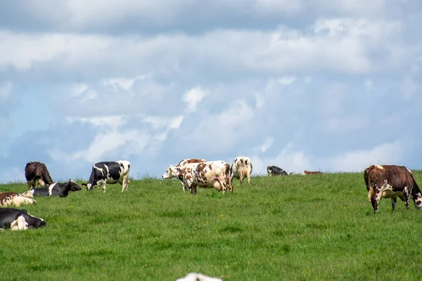 Stado Krów Odpoczywających Zielonym Pastwisku Trawiastym Produkcji Mleka Sera Mięsa — Zdjęcie stockowe