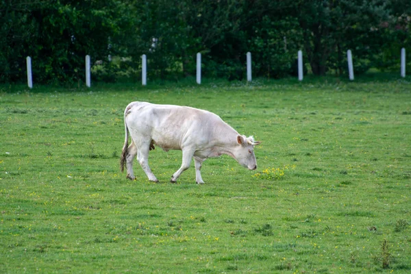 Stádo Krav Odpočívajících Pastvinách Zelené Trávy Mléka Sýrů Masa Normandii — Stock fotografie