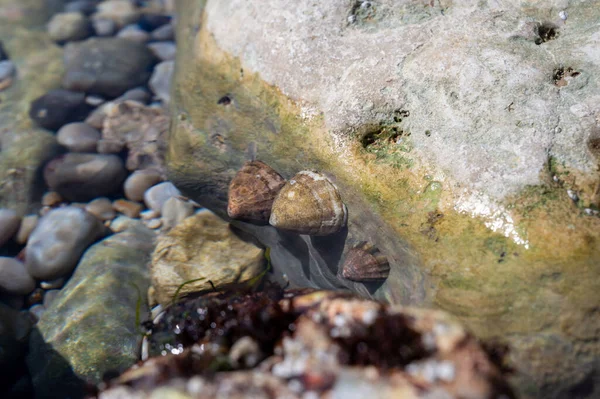 Edible Sea Water Molluscs Patella Caerulea Species Limpet Family Patellidae — стокове фото