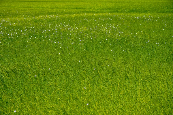 Πράσινοι Τομείς Λιναριού Λινά Φυτά Στη Γεωργική Περιοχή Pays Caux — Φωτογραφία Αρχείου