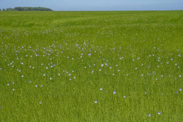Green fields of flax linen plants in agricultural Pays de Caux region, Normandy, France