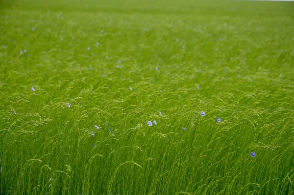 Green Fields Flax Linen Plants Agricultural Pays Caux Region Normandy — Stock Photo, Image