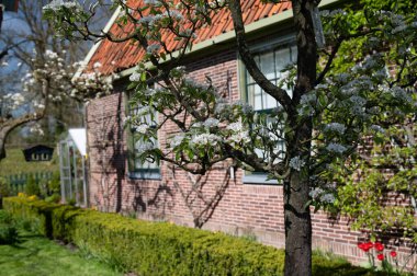 Bahar, armut ağacından beyaz çiçek, güneşli bir günde Hollanda, Betuwe 'de meyve ağaçları olan bahçe.