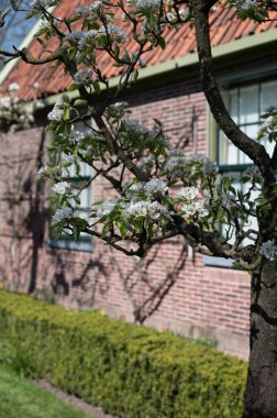 Bahar, armut ağacından beyaz çiçek, güneşli bir günde Hollanda, Betuwe 'de meyve ağaçları olan bahçe.