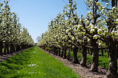Armut ağacından bahar beyaz çiçekleri, güneşli bir günde Hollanda, Betuwe 'de meyve bahçeleri.