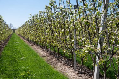Armut ağacından bahar beyaz çiçekleri, güneşli bir günde Hollanda, Betuwe 'de meyve bahçeleri.