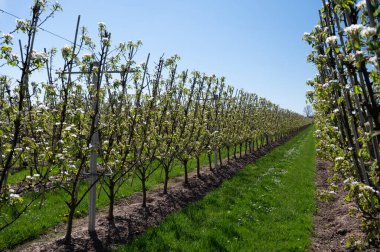 Armut ağacından bahar beyaz çiçekleri, güneşli bir günde Hollanda, Betuwe 'de meyve bahçeleri.