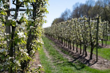 Armut ağacından bahar beyaz çiçekleri, güneşli bir günde Hollanda, Betuwe 'de meyve bahçeleri.