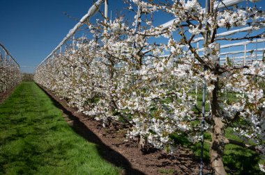 Bahar çiçekleri tatlı kiraz ağaçları, Betuwe, Hollanda 'da meyve bahçeleri güneşli bir günde