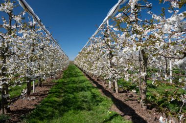 Bahar çiçekleri tatlı kiraz ağaçları, Betuwe, Hollanda 'da meyve bahçeleri güneşli bir günde