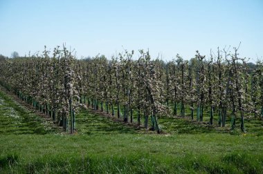 Bahar çiçekleri elma ağaçları, Nisan ayında Hollanda, Betuwe 'de meyve bahçeleri.
