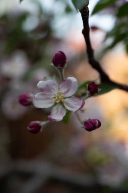 Elma ağacının bahar çiçekleri, pembe elma çiçekleriyle bahçeler...