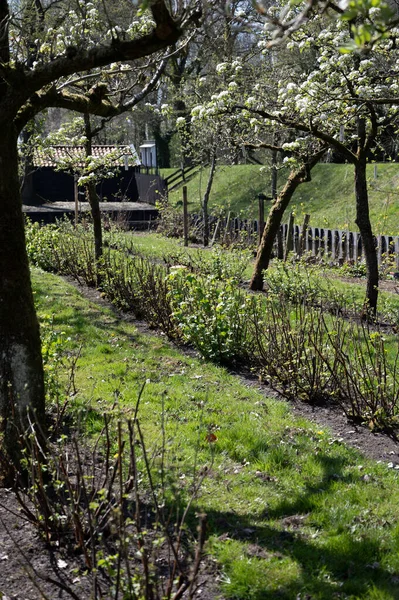 春天的梨树白色花朵 荷兰贝都韦有果树的花园 阳光充足 — 图库照片