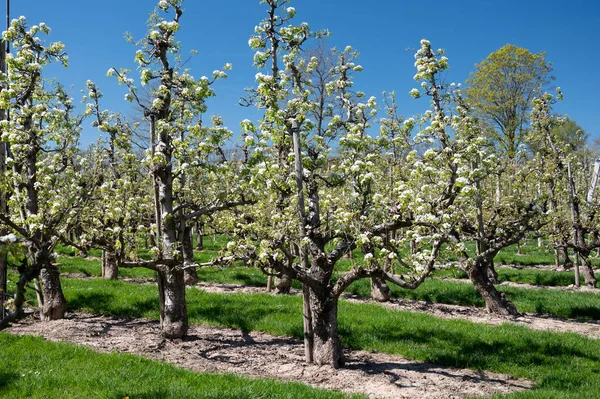Tavaszi Fehér Virág Körtefa Gyümölcsöskert Betuwe Hollandia Napsütéses Napon — Stock Fotó