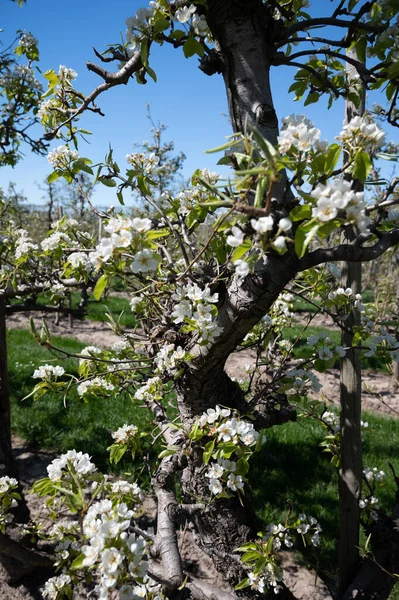 Primavera Flor Blanca Peral Huertos Frutales Betuwe Países Bajos Día — Foto de Stock