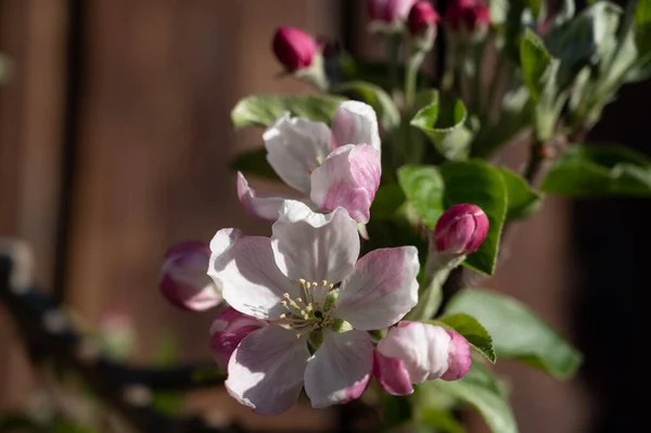 Spring blossom of apple tree, orchards with pink apple fruit flowers close up