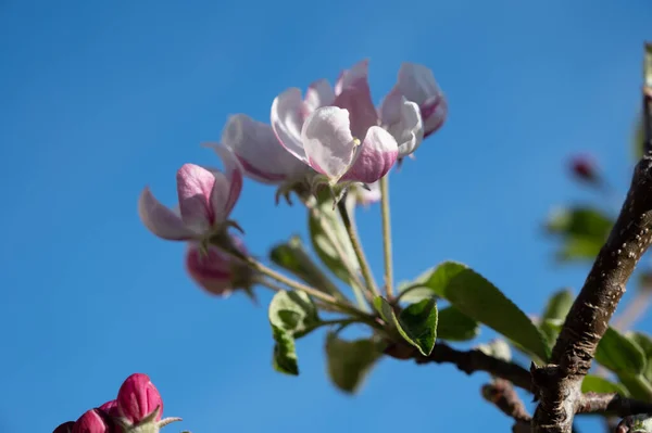 Spring blossom of apple tree, orchards with pink apple fruit flowers close up