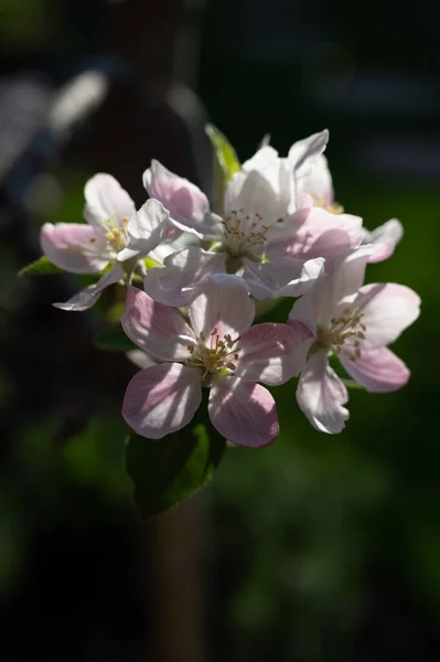 リンゴの木の春の花 ピンクのリンゴの花の果樹園が閉じます — ストック写真