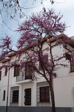Bahar ayında eski dünya mirası şehri Granada, Endülüs, İspanya 'da yürüyüş