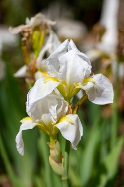 Çiçek açan büyük beyaz iris çiçeği, Fransa 'nın Provence şehrinde bahar mevsimi