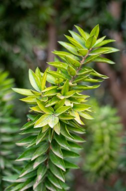 Yeşil Myrtus komünis Akdeniz süs ve tıbbi bitkisinin yaprakları.