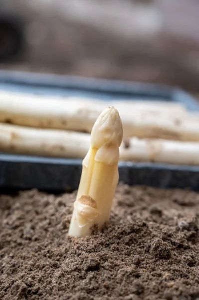 New season of white asparagus vegetable, harvesting of ripe high quality Dutch white asparagus close up
