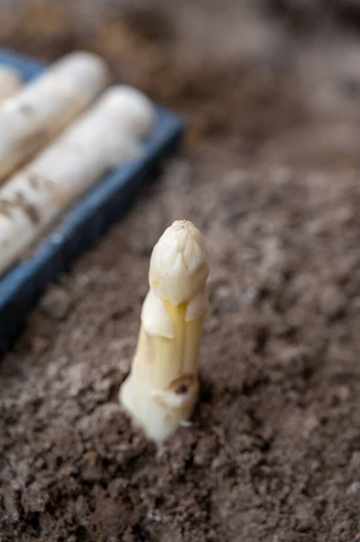 New season of white asparagus vegetable, harvesting of ripe high quality Dutch white asparagus close up